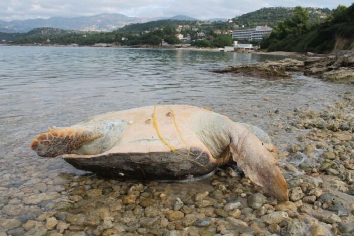 Αυξάνονται οι νεκρές θαλάσσιες χελώνες και στην Ξάνθη