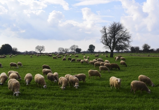 ΑΜΘ: Καταγγέλλουν προβλήματα με την πληρωμή της ενίσχυσης για τον κορονοϊό οι κτηνοτρόφοι