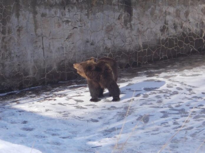 Επιχείρηση απεγκλωβισμού αρκούδας από άδεια υδατοδεξαμενή στο Νευροκόπι