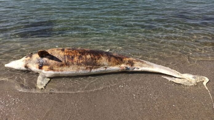 Καβάλα: Νεκρό δελφίνι κοντά στο Εκθεσιακό Κέντρο (ΦΩΤΟ)