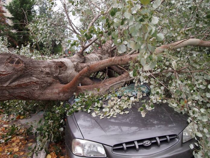 Ξεριζώθηκαν δέντρα και καταπλάκωσαν Ι.Χ. στην Κομοτηνή - Καταστράφηκε ολοσχερώς το όχημα
