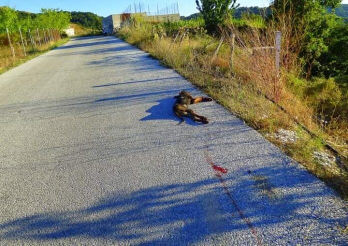Ξάνθη: Εικόνες σοκ – Νέα κακοποίηση σκύλου κοντά στον Κένταυρο