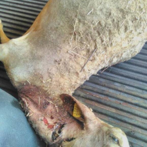 Λύκοι επιτέθηκαν σε κοπάδι με πρόβατα στην Ξάνθη - Νεκρά 8 ζώα