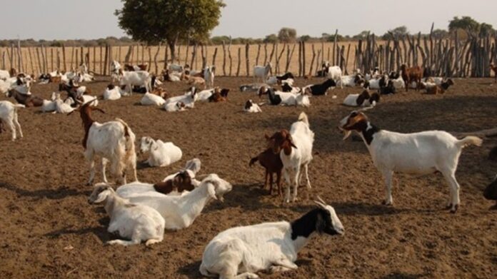Νέα ασθένεια-απειλή στη γειτονική Τουρκία κινητοποιεί τους κτηνοτρόφους στην Θράκη