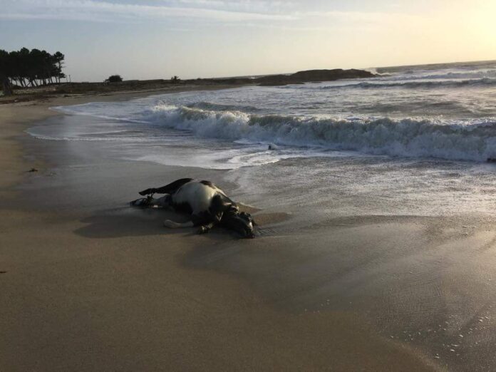 Θράκη: Πνιγμένη αγελάδα στην ακτή - Μυστήριο στο Φανάρι - ΦΩΤΟ