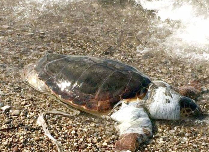 Νεκρή χελώνα καρέτα - καρέτα στην παραλία Οφρυνίου