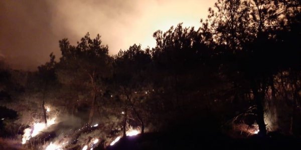 Έβρος: Οργή της WWF Ελλάς για πυρκαγιά που φαίνεται να ξεκίνησε από εκπαιδευτικές βολές