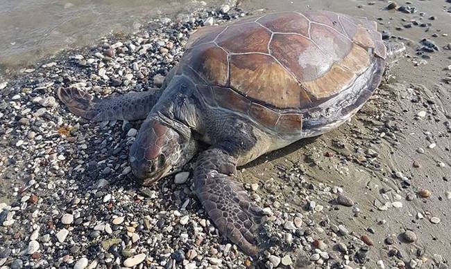 Ξάνθη: Νεκρή θαλάσσια χελώνα στο Πόρτο Λάγος