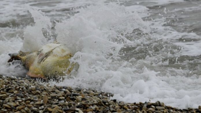 Εντόπισαν νεκρή καρέτα - καρέτα σε παραλία της Ξάνθης