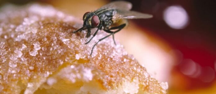 Τι συμβαίνει αν ακουμπήσουν μύγες στο φαγητό – Τι λένε οι ειδικοί