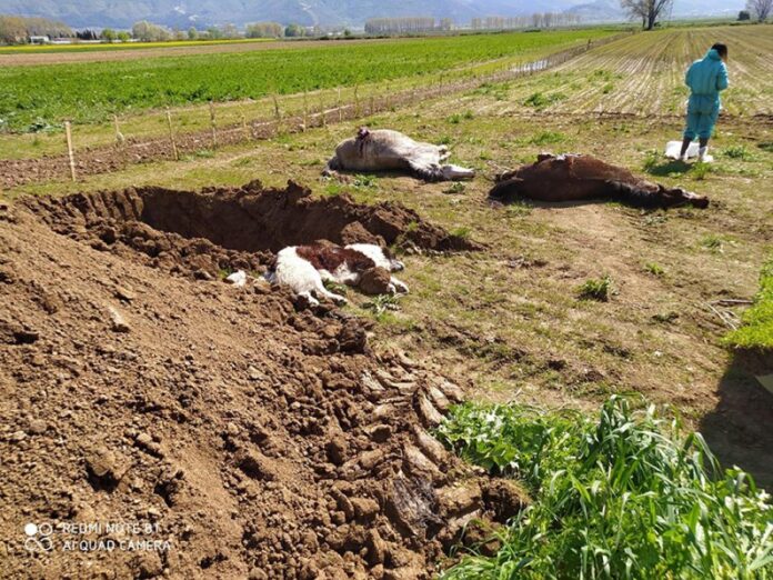 Νεκρά δύο άλογα από φόλες στο Δάτο Καβάλας - Δηλητηρίασαν και σκύλους
