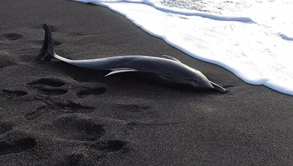 Νεκρό δελφίνι εντοπίστηκε στη Θάσο