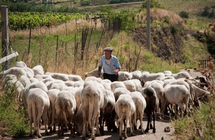Στο πόδι οι κτηνοτρόφοι της ΑΜΘ για τη φορολογία