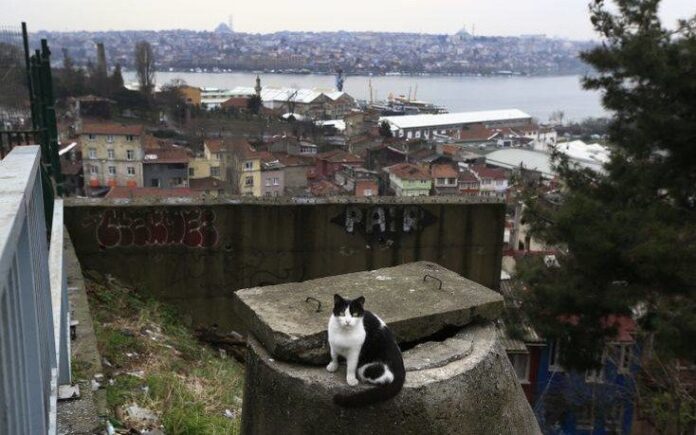 Σάλος στην Τουρκία μετά το νέο περιστατικό βασανισμού ζώου