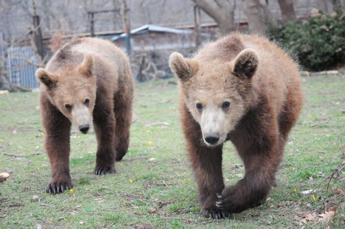 Πάνω από 450 αρκούδες ζουν στην Ελλάδα
