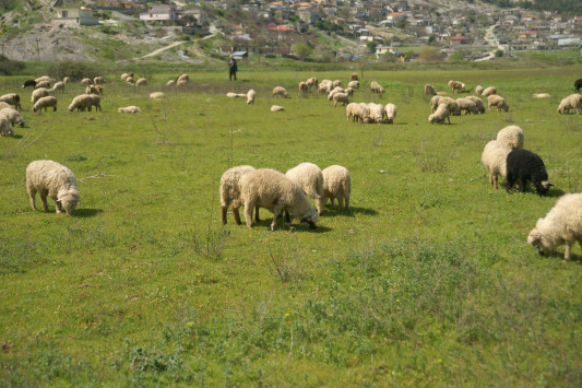 Δημόσιοι κτηνίατροι “έγδυναν” κτηνοτρόφους στη Θράκη - Στα χέρια της ΕΛ.ΑΣ. για την κομπίνα τους