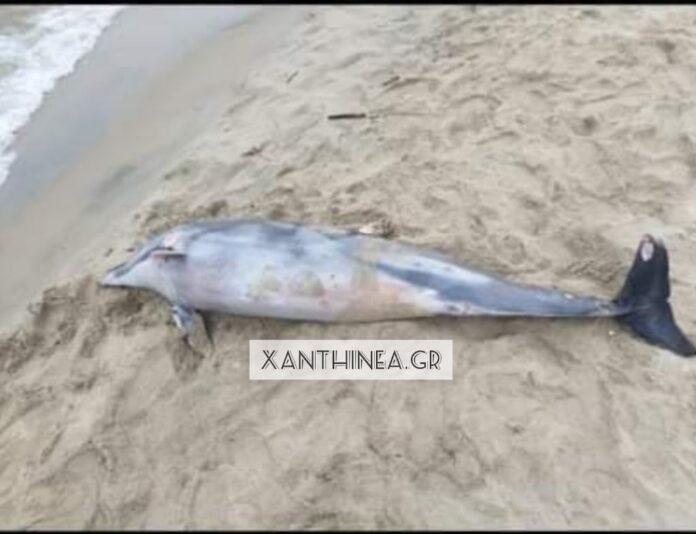 Νεκρό δελφίνι στην παραλία Ερασμίου στην Ξάνθη [ΦΩΤΟ]