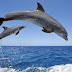 Νεκρό δελφίνι εκβράστηκε σε παραλία της Ξάνθης