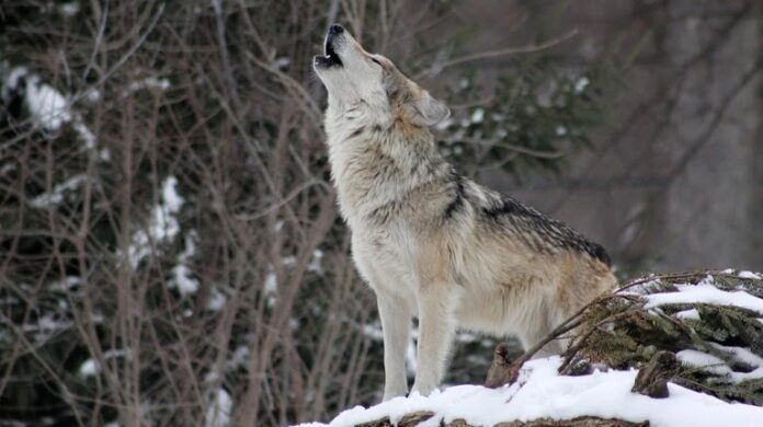 Λύκος κατασπάραξε κυνηγόσκυλο στην ορεινή Ξάνθη