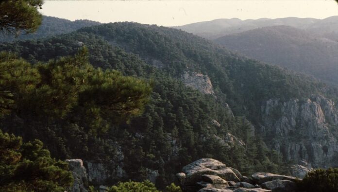 Θράκη: Άγνωστο σπάνιο αγριόγιδο ζει στην οροσειρά της Ροδόπης