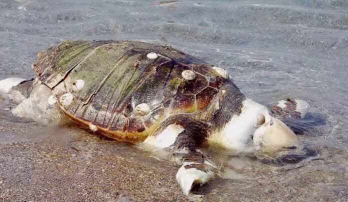 Νεκρή καρέτα – καρέτα εντοπίστηκε στην παραλία Πόρτο Μόλο της Ξάνθης