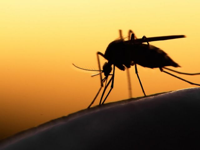 ΕΟΔΥ: Η Ξάνθη στις επηρεαζόμενες περιοχές από τον ιό Δυτικού Νείλου