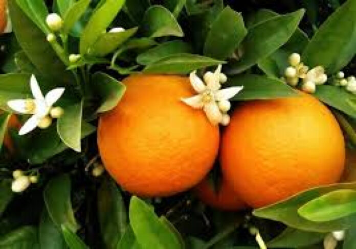 Αυτά τα 9 φρούτα και λαχανικά έχουν περισσότερη βιταμίνη C από το πορτοκάλι