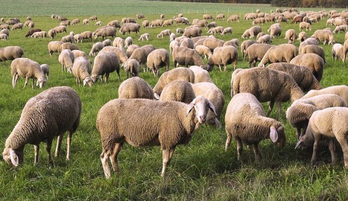 Ξάνθη: Ι.Χ. παρέσυρε και σκότωσε πρόβατα