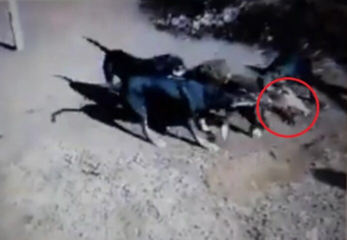 Ξάνθη: Βασανίζει με 3 κυνηγόσκυλα αγριογούρουνο και το βάζει στο Facebook