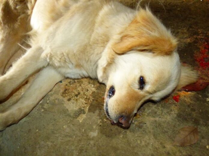 Ξάνθη: Ο σκύλος του δηλητηριάστηκε από φόλα που κάποιος πέταξε στην αυλή του σπιτιού του - BINTEO