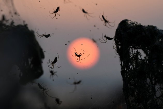 Η επιστημονική εξήγηση για το πέπλο αράχνης στο Πόρτο Λάγος - ΦΩΤΟ