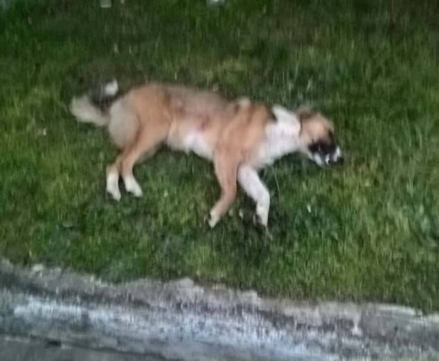 Νέα φρίκη στην Ξάνθη - Πυροβόλησε 4 σκυλιά και σκότωσε το ένα στο Δροσερό (+ΒΙΝΤΕΟ)