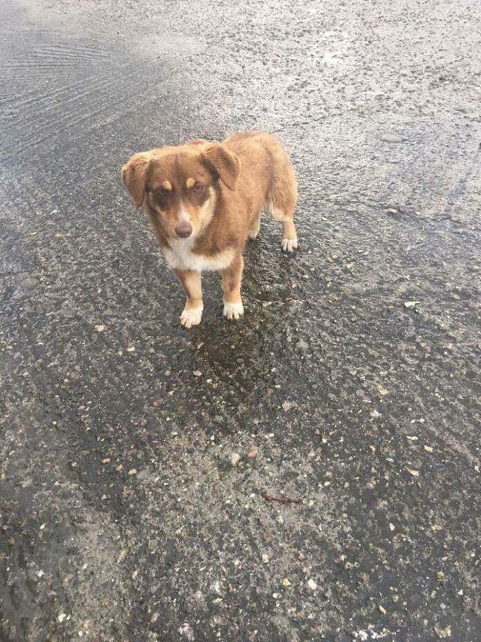 Απίστευτη φρίκη στην Ξάνθη - Αδέσποτο σκυλί βρέθηκε βιασμένο!