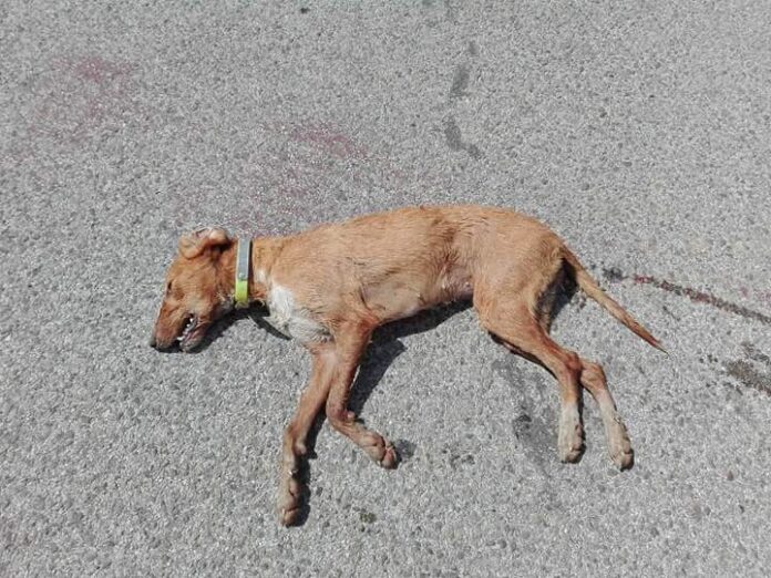 Πέταξαν φόλες στους Τοξότες - Νεκρός ένας σκύλος κυνηγού