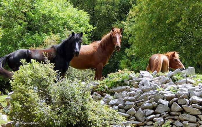 Εντυπωσιάζουν τα άγρια άλογα στην ορεινή Ξάνθη