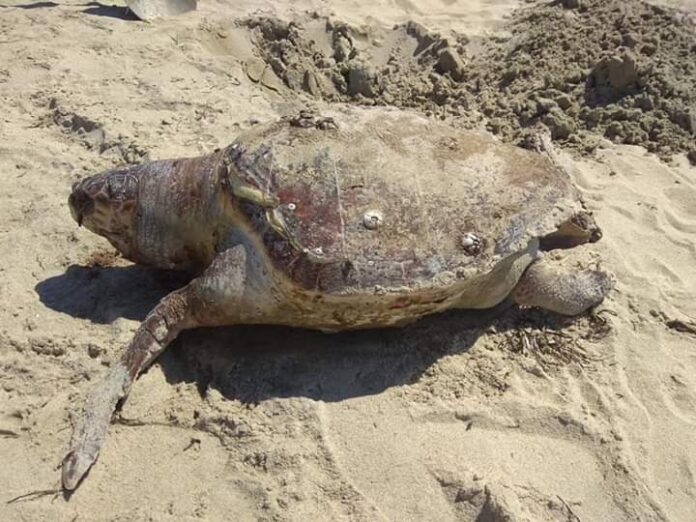 Ξάνθη: Νεκρή θαλάσσια χελώνα στη Σκάλα Αβδήρων