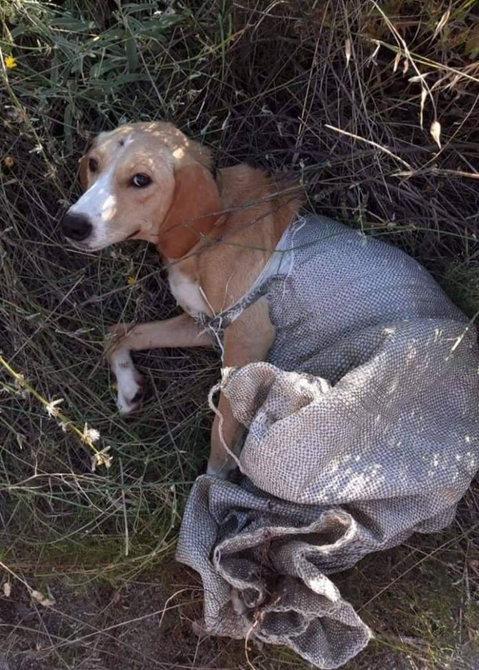 Ξάνθη: Πέταξαν μάνα σκυλίτσα μέσα σε τσουβάλι