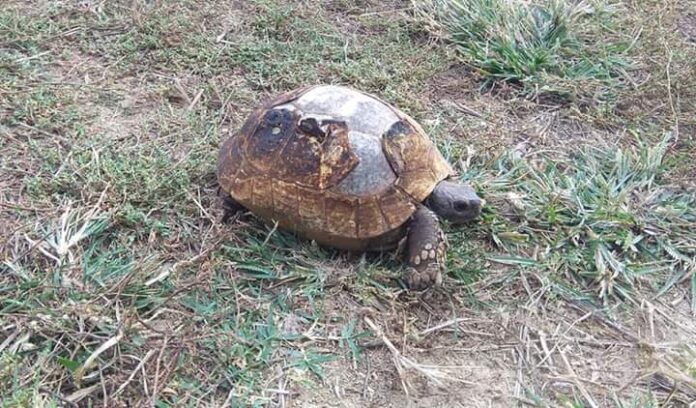 Ξάνθη: Η χελώνα που σώθηκε από τη φωτιά στη Μάνδρα