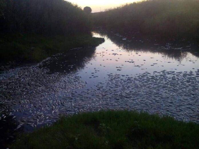 Μεγάλη καταστροφή: Δεκάδες νεκρά ψάρια στον ποταμό Κομψάτο - ΦΩΤΟ