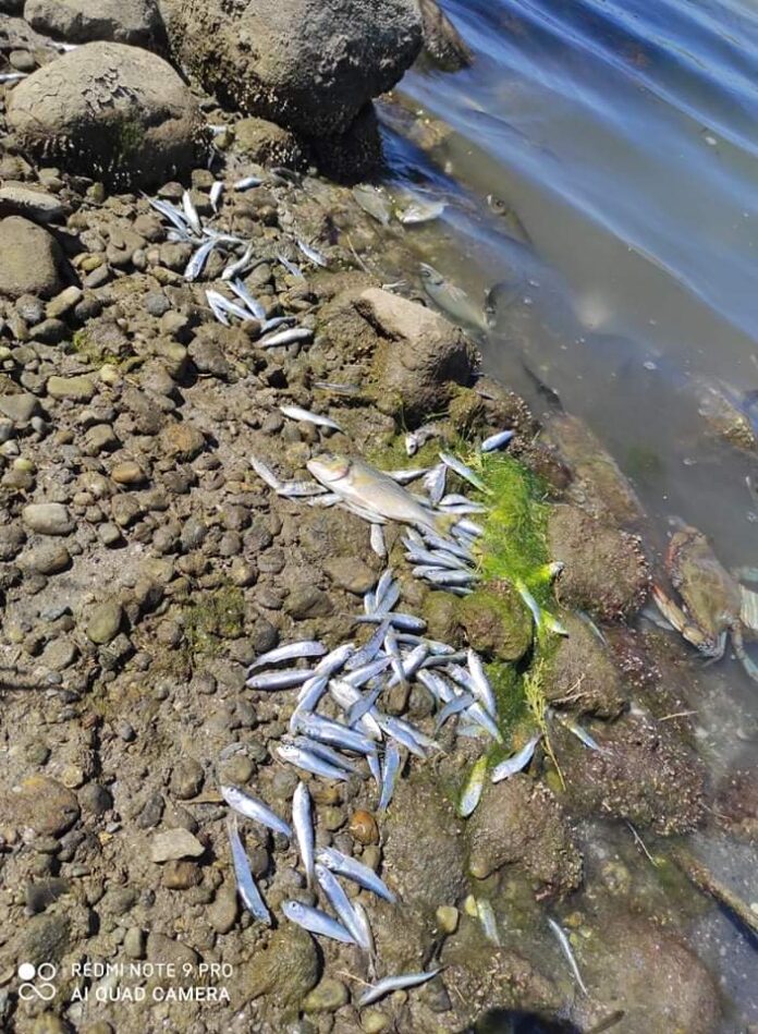 Ξάνθη: Νεκρά ψάρια στη Λίμνη Βιστωνίδα