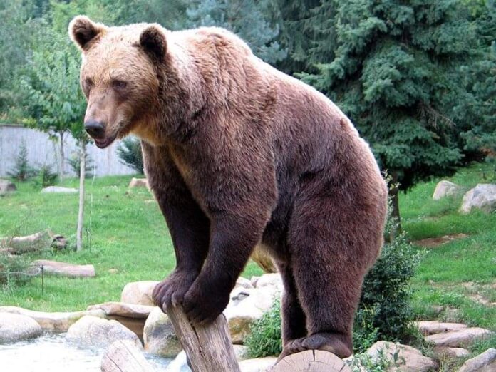 Εθεάθη αρκούδα στην Ξάνθη - Κινητοποίηση των Αρχών