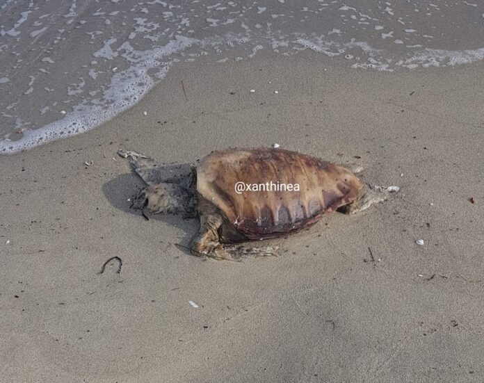 Ξάνθη: Νεκρή χελώνα καρέτα καρέτα στην παραλία των Αβδήρων