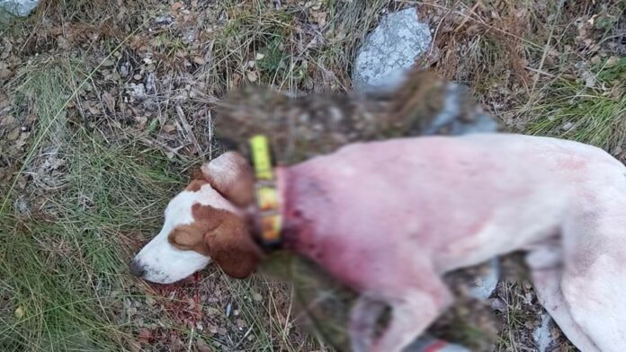 Ξάνθη: Λύκοι επιτέθηκαν σε κυνηγόσκυλο και το σκότωσαν