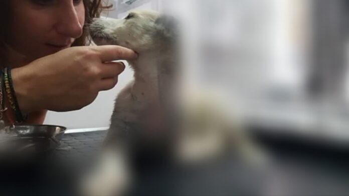 Καταγγελία στην Αστυνομία για το ακρωτηριασμένο σκυλί στην Ξάνθη
