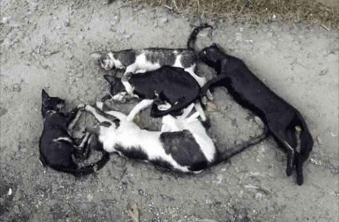 Νέα φρίκη στην Ξάνθη - Έριξαν φόλες και σκότωσαν γατάκια