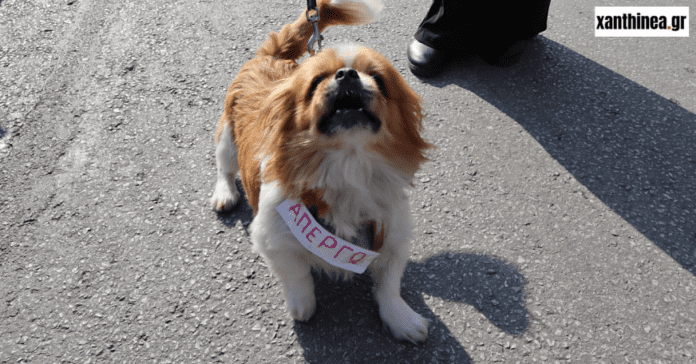 Ένας σκύλος απεργός βγήκε να διαδηλώσει στην Ξάνθη [ΦΩΤΟ]