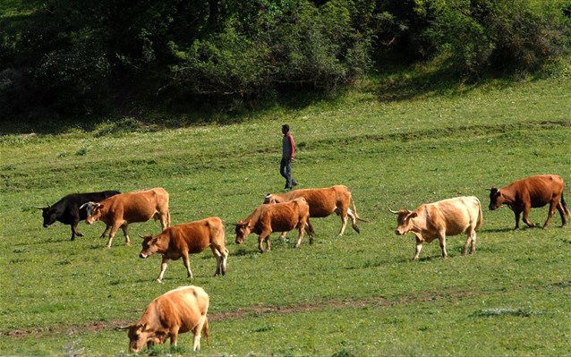 Θράκη: Μέτρα πρόληψης μετά από κρούσμα οζώδους δερματίτιδας σε βοοειδή στην Τουρκία