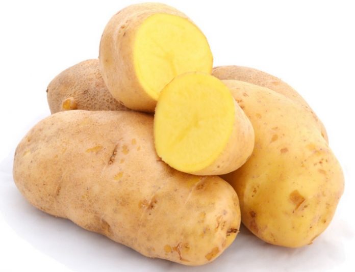Κερδίζει έδαφος η καλλιέργεια πατάτας στον Λειβαδίτη - Καλές αποδόσεις