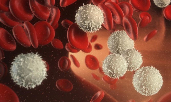 Ανεβασμένα λευκά αιμοσφαίρια: Τι δείχνουν για την υγεία σας