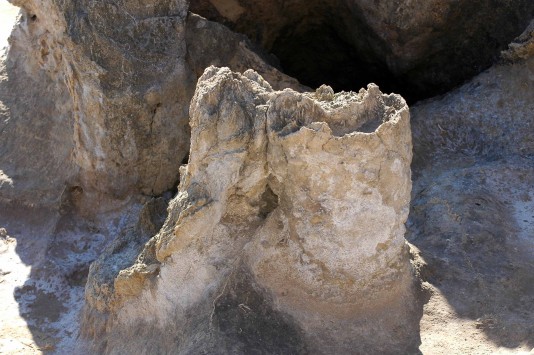 Απίστευτη ανακάλυψη! Απολίθωμα πεύκου ηλικίας 140 εκατομμυρίων ετών